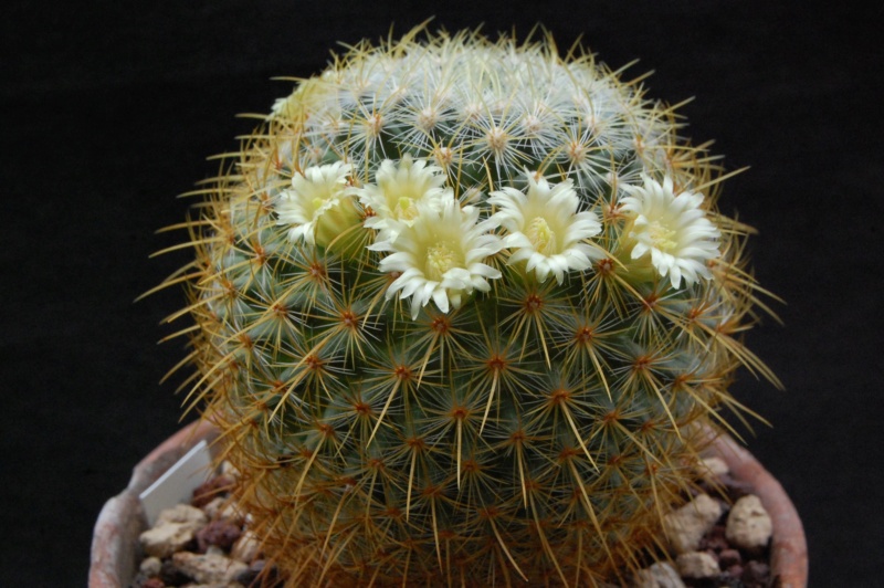 Mammillaria discolor v. schmollii 