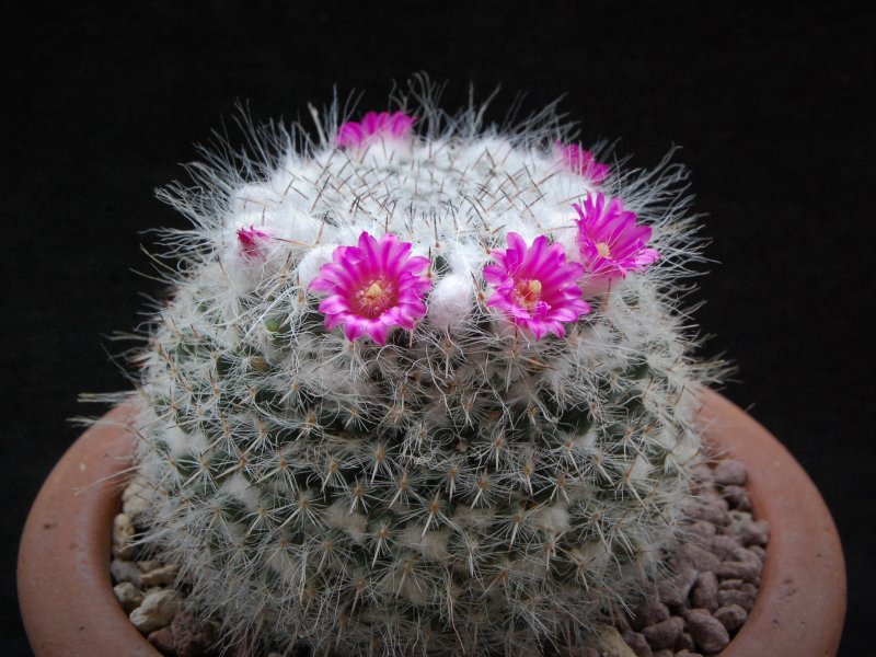 Mammillaria hahniana ssp. woodsii 