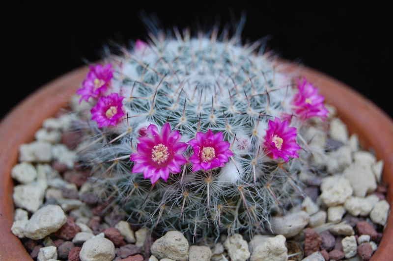 Mammillaria hahniana ssp. woodsii 