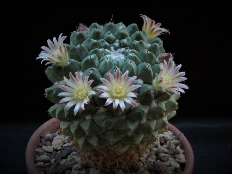 Mammillaria confusa ML 384