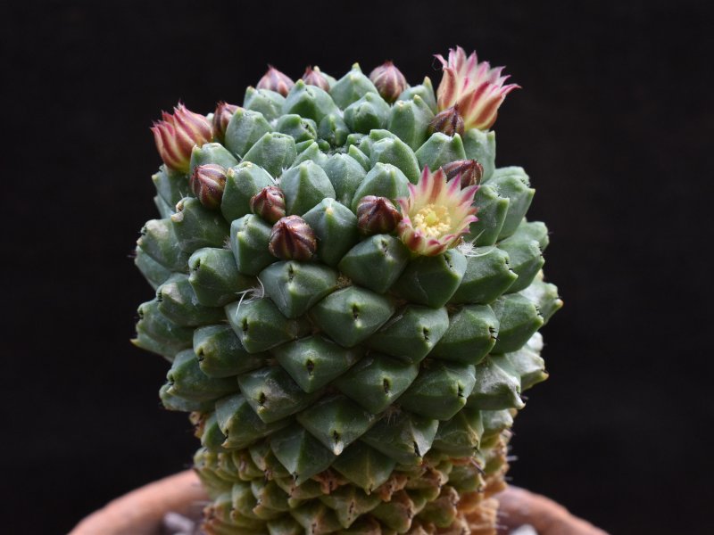 Mammillaria confusa ML 384