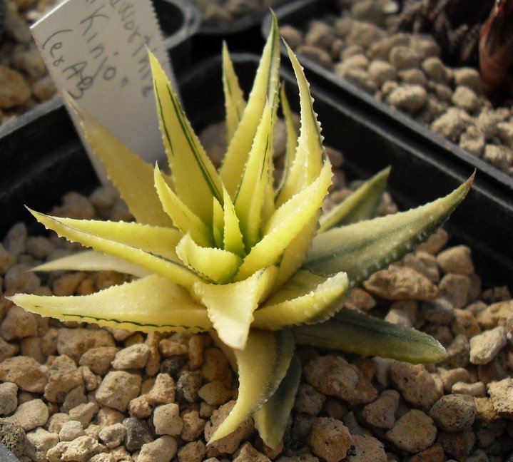 Haworthia cv. kinjo f. variegata 