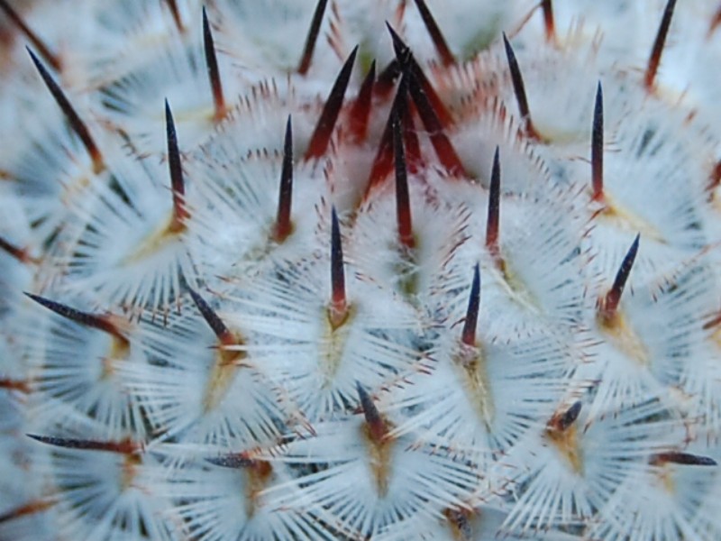 Mammillaria perezdelarosae ssp. andersoniana 