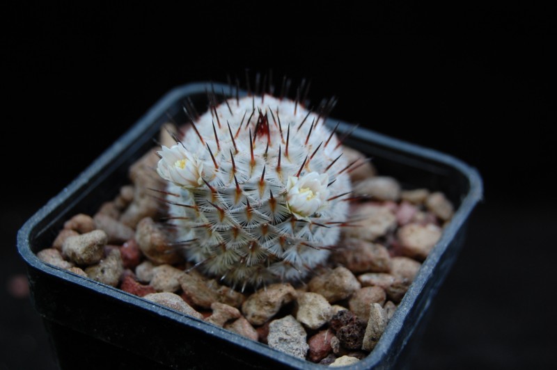 Mammillaria perezdelarosae ssp. andersoniana 