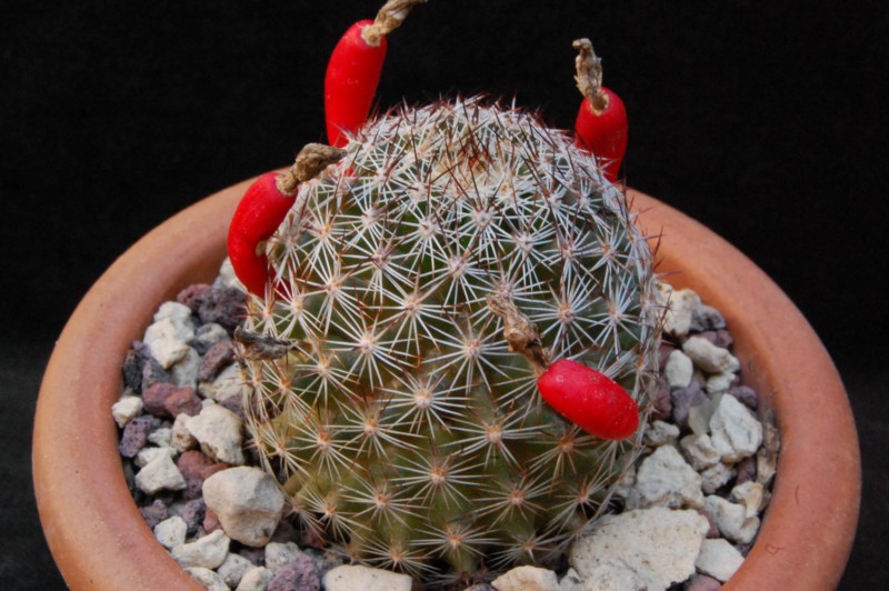 Mammillaria pseudoalamensis 