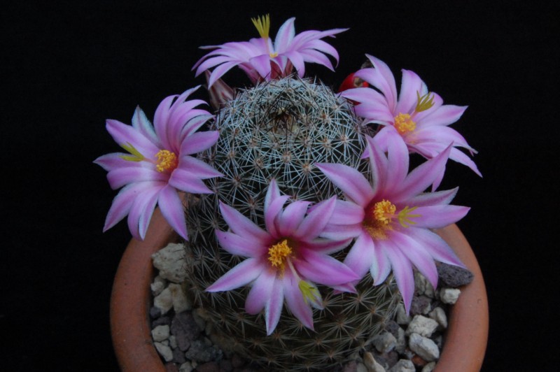 Mammillaria pseudoalamensis 