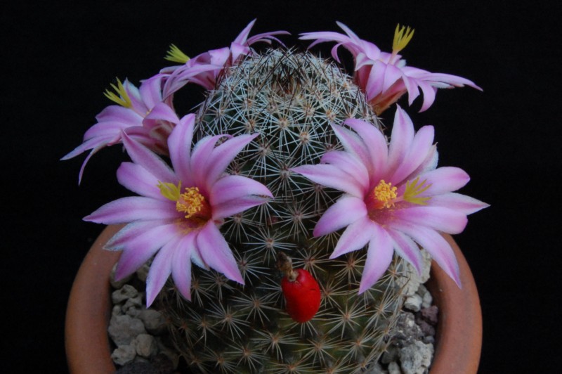 Mammillaria pseudoalamensis 