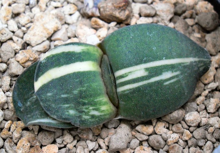 Gasteria pillansii f. variegata 