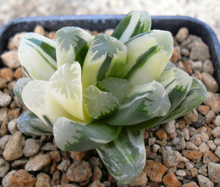 Haworthia cooperi x maughanii f. variegata 