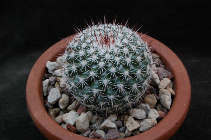 Mammillaria scrippsiana ssp. schumacheri TL 974