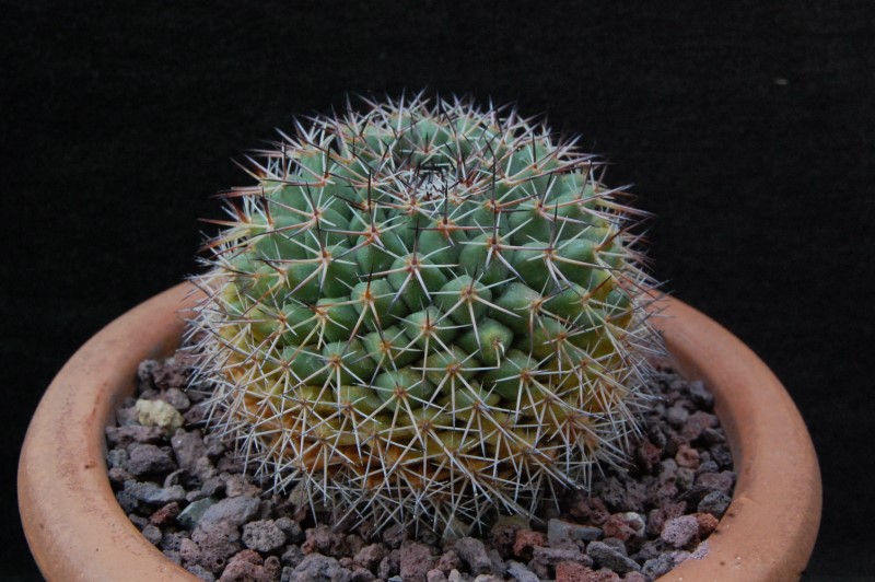Mammillaria chaletii JMC 4893