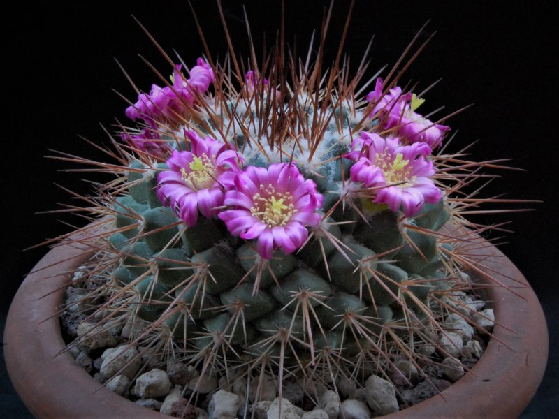 Mammillaria craigii f. polanco ROG 733