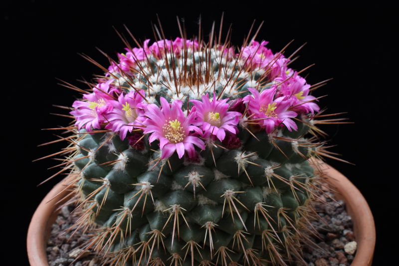 Mammillaria craigii f. polanco ROG 733
