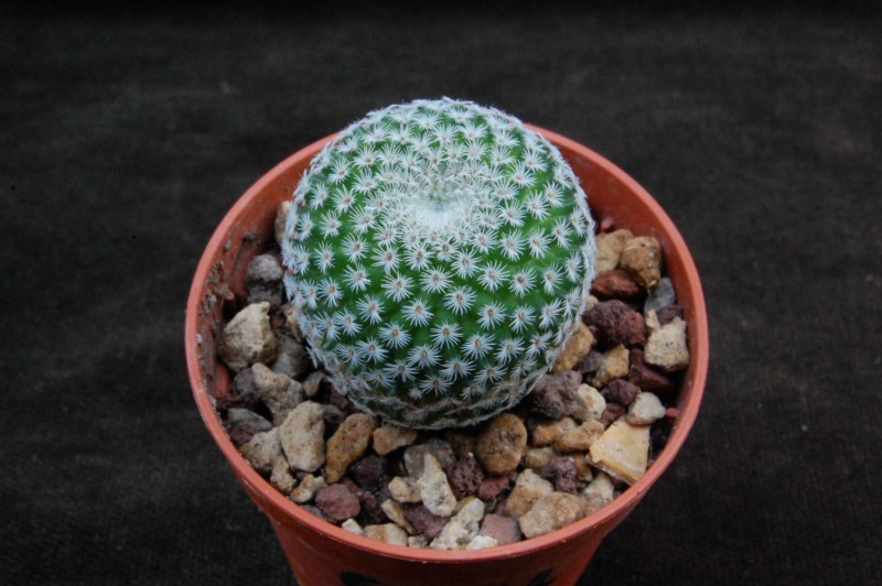 Mammillaria crucigera v. grandinosa TL 894