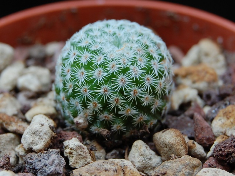 Mammillaria crucigera v. grandinosa TL 894