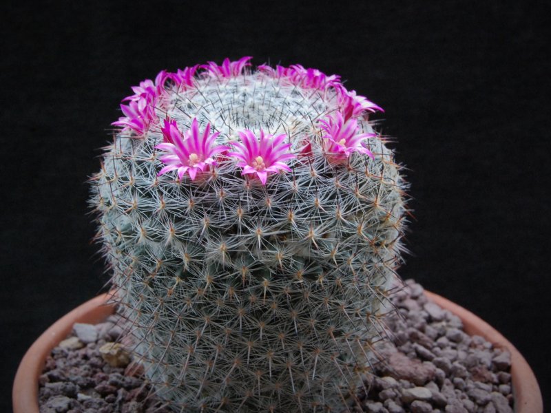 Mammillaria aff. saetigera ssp. woodsii ROG 580