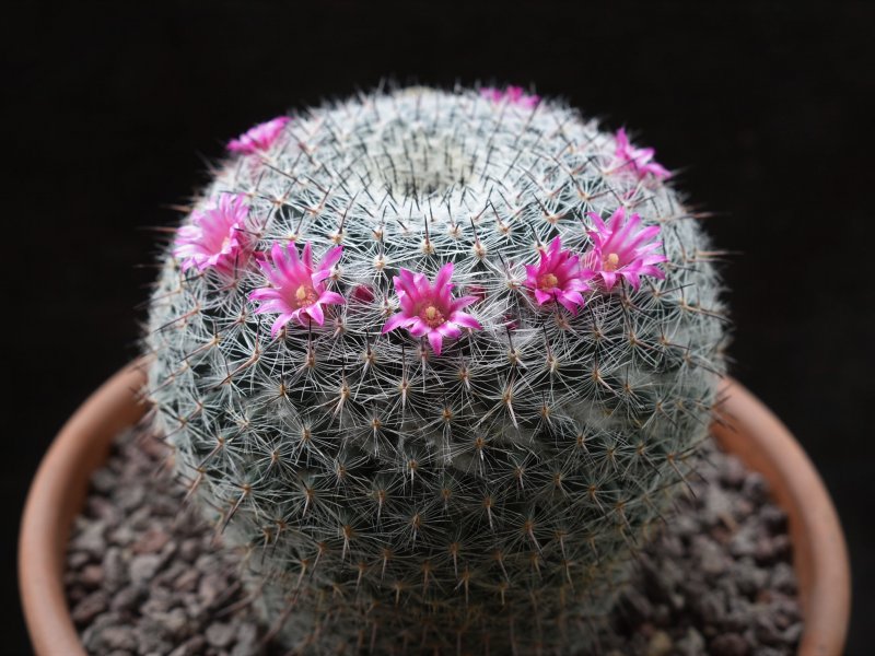 Mammillaria aff. saetigera ssp. woodsii ROG 580