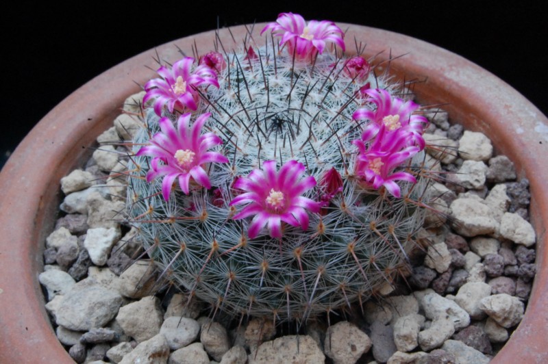 Mammillaria aff. woodsii ROG 580