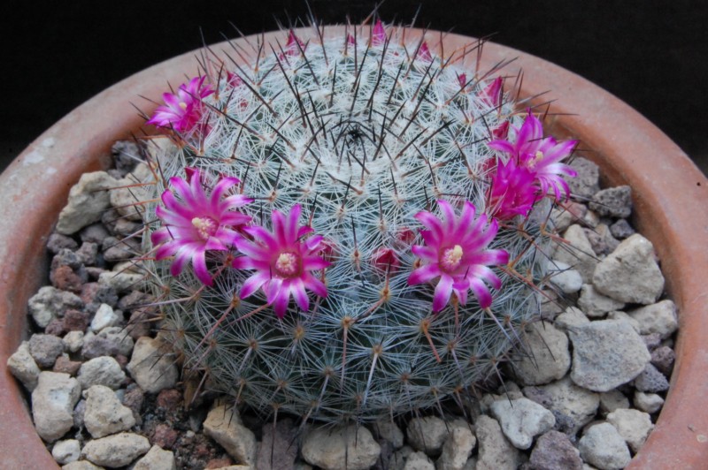 Mammillaria aff. woodsii ROG 580