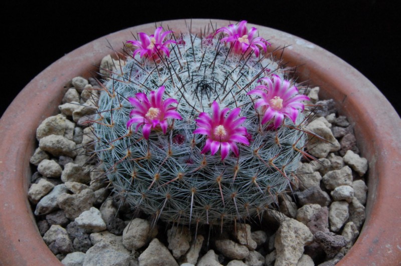 Mammillaria aff. woodsii ROG 580