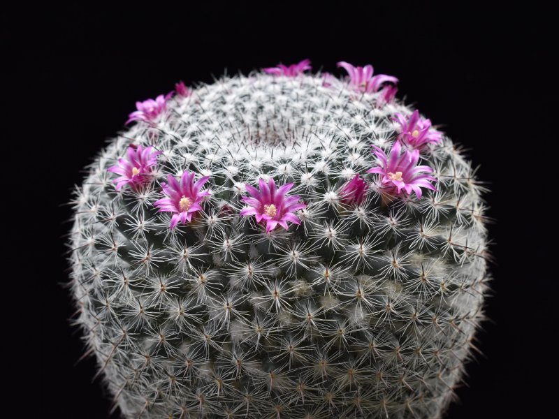 Mammillaria aff. saetigera ssp. woodsi ROG 580