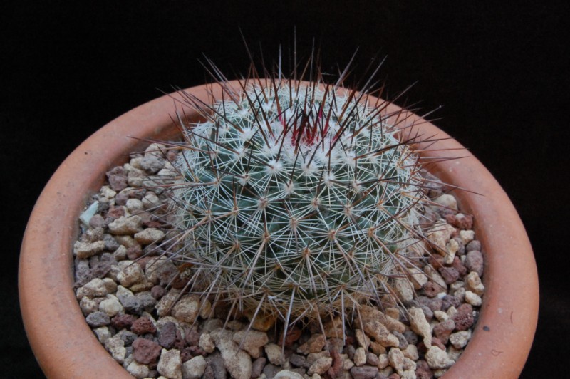 Mammillaria cobrensis LAU 1135