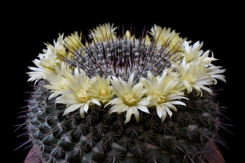 Mammillaria cobrensis 