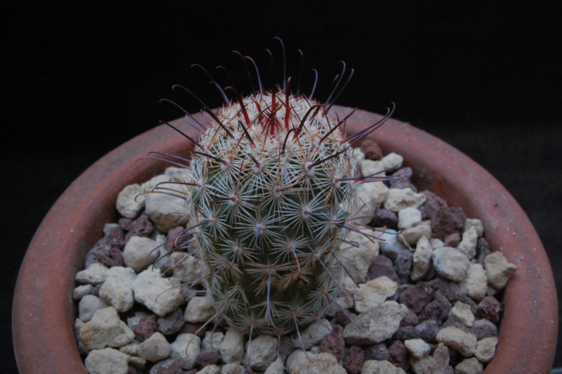 Mammillaria swinglei CD 10/67