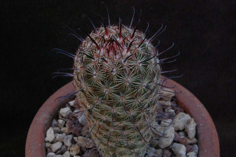 Mammillaria swinglei CD 10/67
