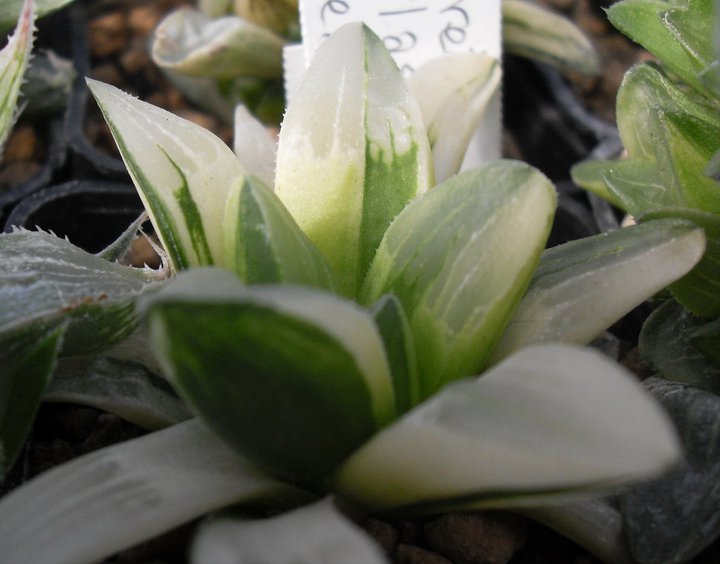Haworthia retusa f. variegata 