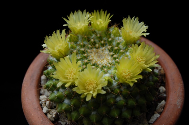 Mammillaria marksiana 