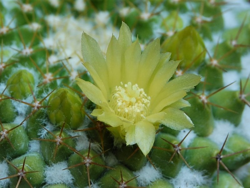 Mammillaria marksiana 