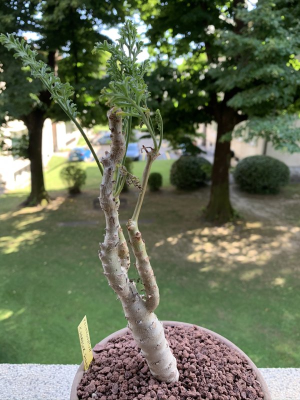 pelargonium carnosum