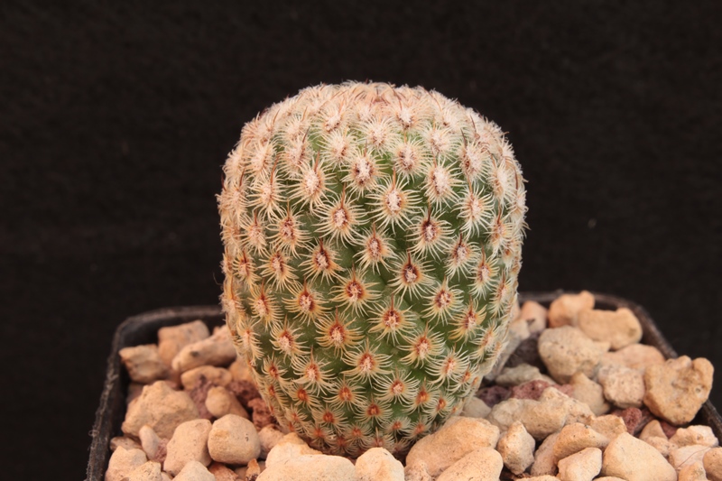 Mammillaria huitzilopochtli Lau066