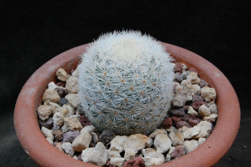 Mammillaria lasiacantha SB 233