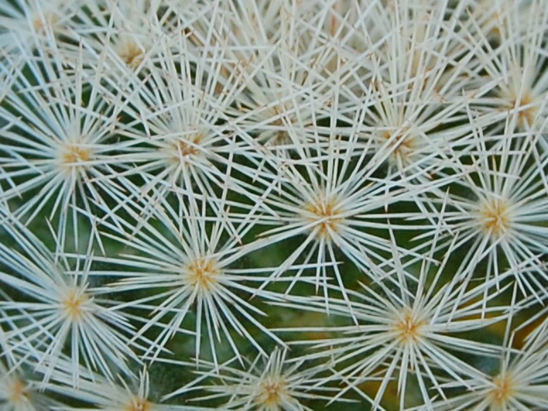 Mammillaria lasiacantha SB 233