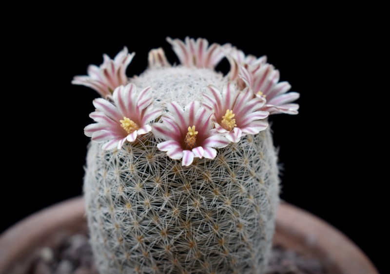 Mammillaria magallanii MZ 115