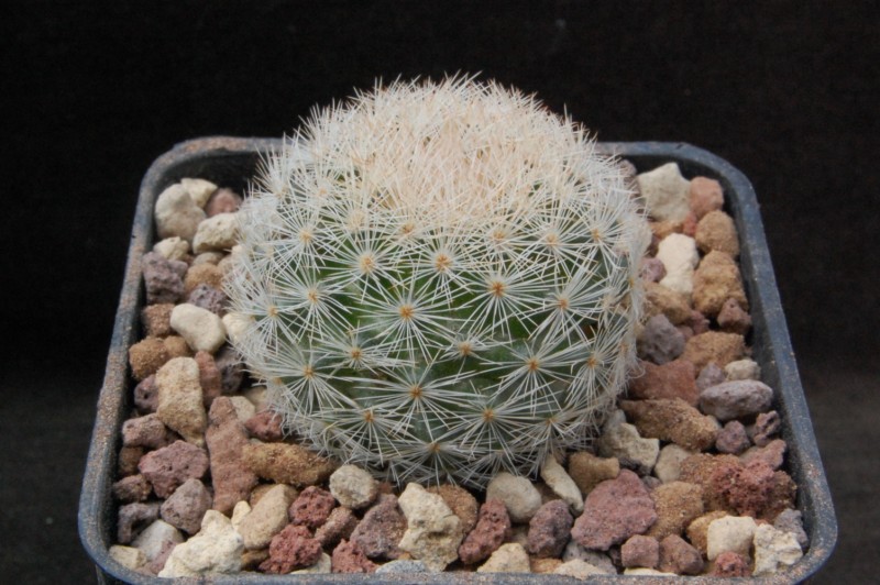 Mammillaria magallanii v. hamatispina SB 1149