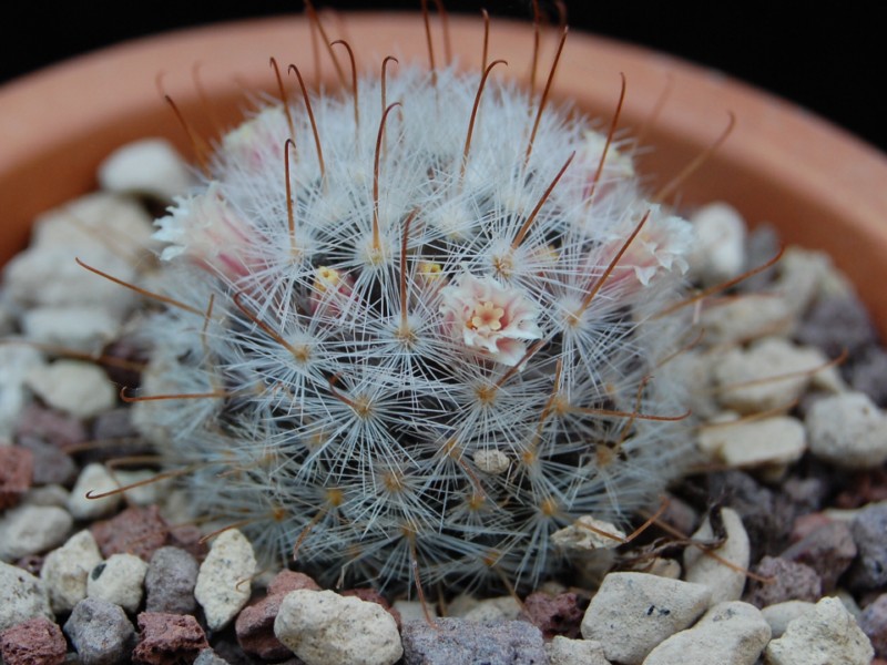 Mammillaria chica 