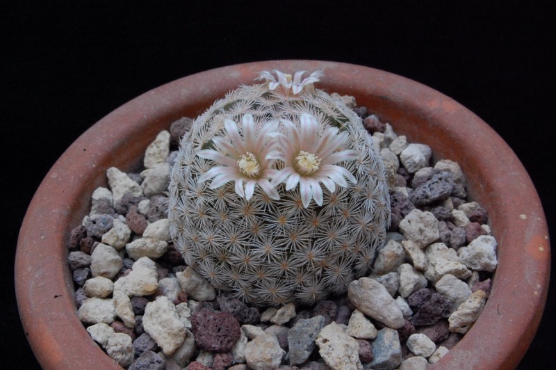 Mammillaria lasiacantha SB 414