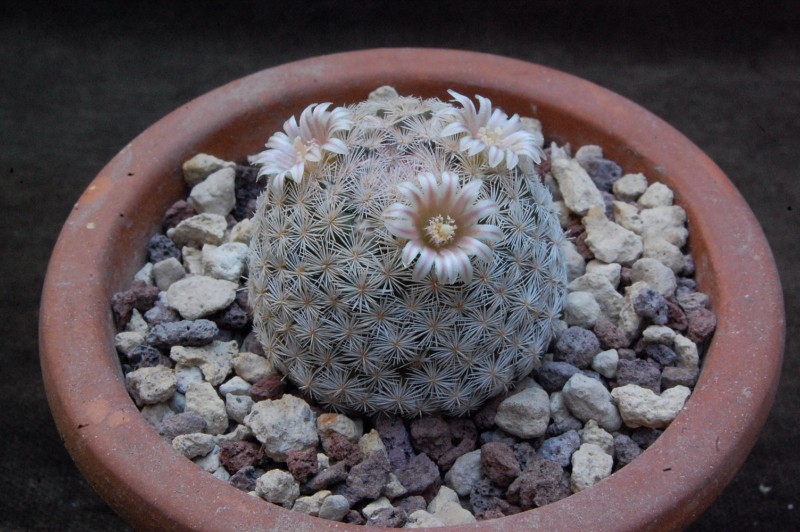 Mammillaria lasiacantha SB 414