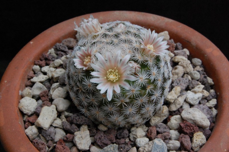 Mammillaria lasiacantha SB 414