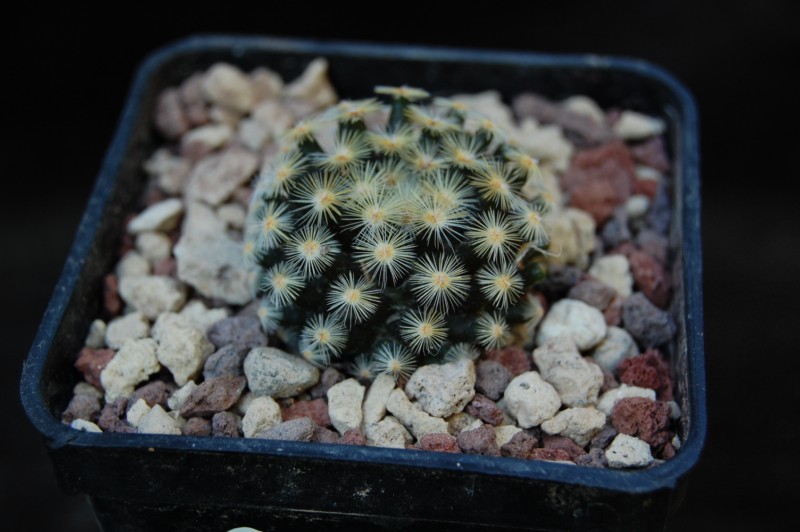 Mammillaria schiedeana HR 260