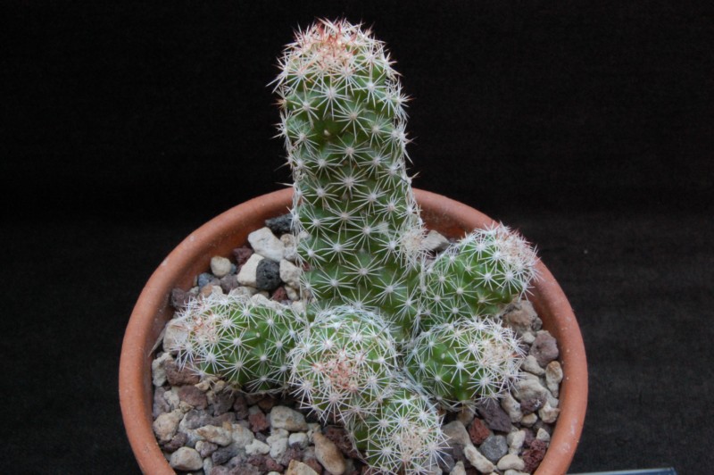 Mammillaria sphacelata FO 65