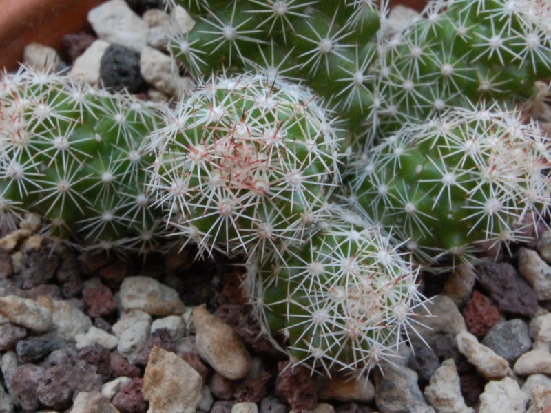 Mammillaria sphacelata FO 65