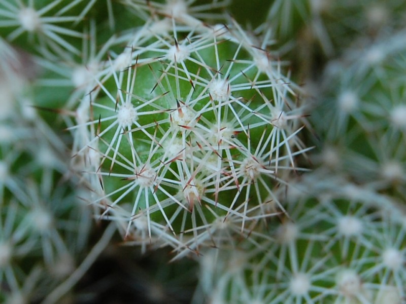 Mammillaria sphacelata FO 65