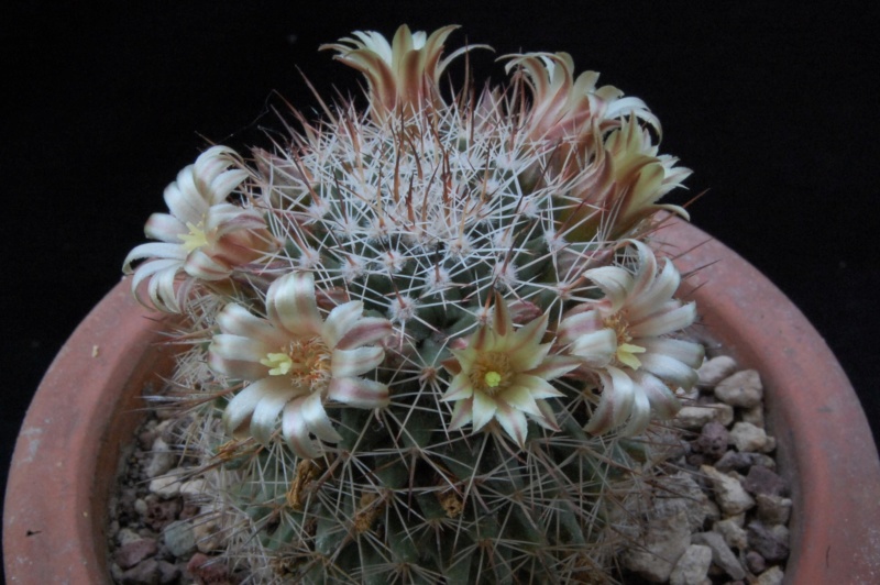 Mammillaria brandegeei ssp. gabbii 