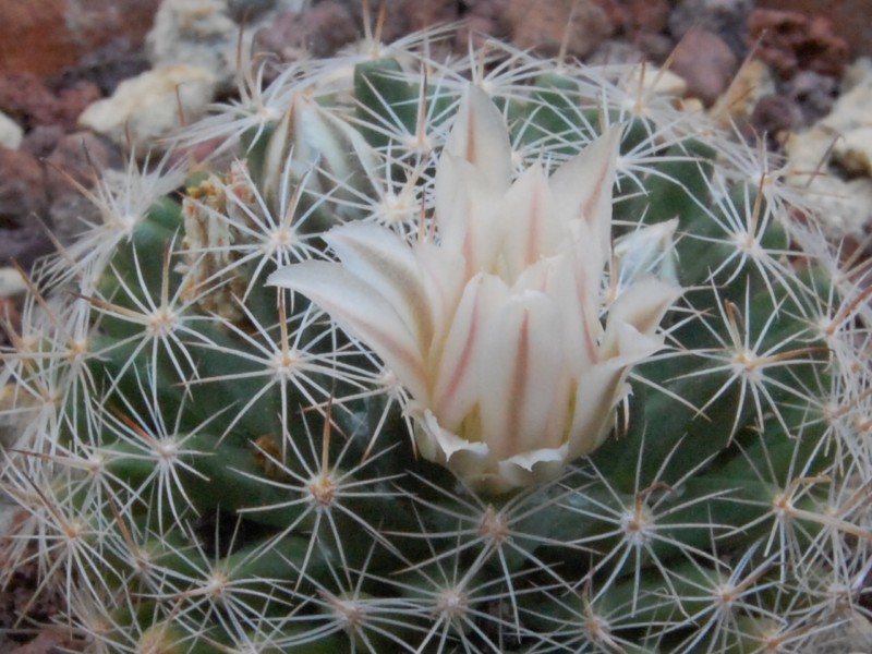 Mammillaria coahuilensis 
