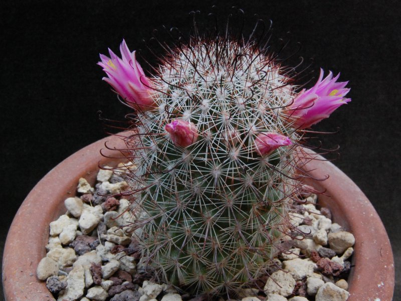 Mammillaria microcarpa LZ 879