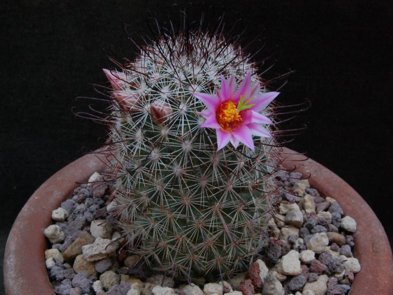 Mammillaria microcarpa LZ 879